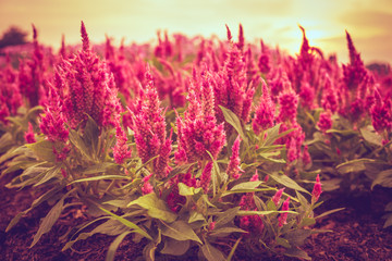Beautiful Red Celosia argentea flower in sunshune day.