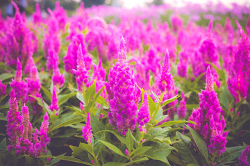 Beautiful Pink Celosia argentea flower in sunshune day.