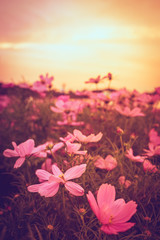 Landscape nature background.(Cosmos Bipinnatus) Beautiful pink and red cosmos flower field in the garden with sunlight.
