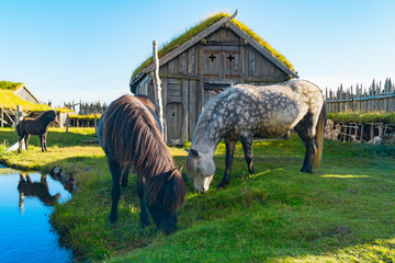 Icelandic horses near traditional antique Viking village. Old wooden houses near Vestrahorn...