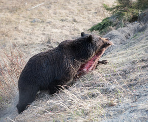 Grizzly bear with deer carcass
