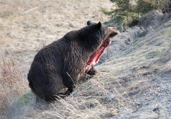 Grizzly bear with deer carcass
