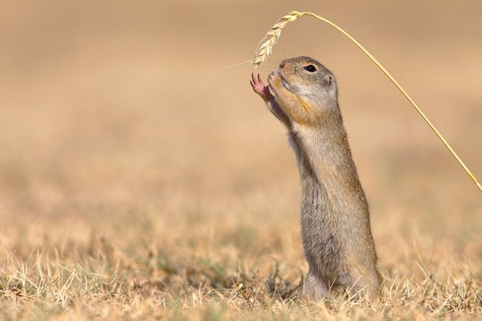 Suslik (Citellus citellus), reaches for ear of corn, Barley (Hordeum vulgare), National Park Lake Neusiedl, Seewinkel, Burgenland, Austria, Europe