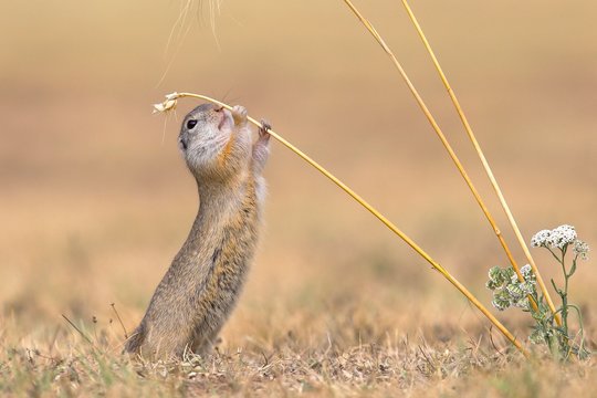 Suslik (Citellus citellus), adult animal reaches for stalk, Barley (Hordeum vulgare), National Park Lake Neusiedl, Seewinkel, Burgenland, Austria, Europe