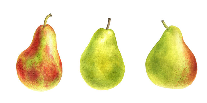 watercolor drawing green pears