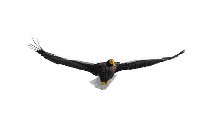 Adult Steller's sea eagle in flight. Front view.  Scientific name: Haliaeetus pelagicus. Isolated...