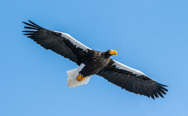 Obraz premium Adult Steller's sea eagle in flight. Scientific name: Haliaeetus pelagicus. Blue sky background.