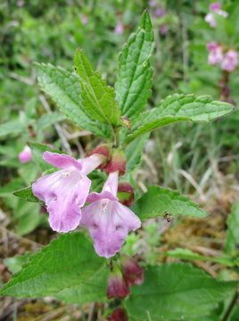 Plan vertical en ext&eacute;rieur d'une M&eacute;litte &agrave; feuilles de m&eacute;lisse (Melittis melissophyllum) fleurie