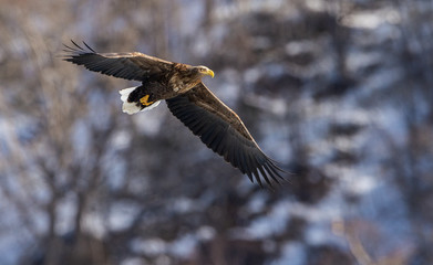 White tailed eagle in flight. Snow-covered mountain on the background. Winter season. Scientific name: Haliaeetus albicilla, also known as the ern, erne, gray eagle, white-tailed sea eagle.