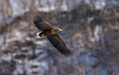 White tailed eagle in flight. Snow-covered mountain on the background. Winter season. Scientific name: Haliaeetus albicilla, also known as the ern, erne, gray eagle, white-tailed sea eagle.