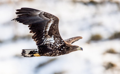 Juvenile White tailed eagle in flight. Snow-covered mountain on the background. Winter season. Scientific name: Haliaeetus albicilla, also known as the ern, erne, gray eagle, white-tailed sea eagle.