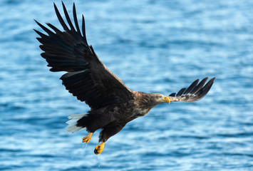 Adult White-tailed eagle fishing. Blue Ocean Background. Scientific name: Haliaeetus albicilla, also known as the ern, erne, gray eagle, Eurasian sea eagle and white-tailed sea-eagle. Natural habitat