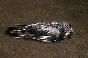 Dead, wet bird in the water. Victim of the rain cyclone.
