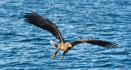 Fototapeta premium Adult White-tailed eagle fishing. front view. Scientific name: Haliaeetus albicilla, also known as the ern, erne, gray eagle, Eurasian sea eagle, white tailed sea-eagle. Natural habitat. Blue ocean.