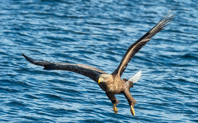 Adult White-tailed eagle fishing. front view. Scientific name: Haliaeetus albicilla, also known as the ern, erne, gray eagle, Eurasian sea eagle, white tailed sea-eagle. Natural habitat. Blue ocean.