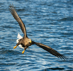 Adult White-tailed eagle fishing. front view. Scientific name: Haliaeetus albicilla, also known as the ern, erne, gray eagle, Eurasian sea eagle, white tailed sea-eagle. Natural habitat. Blue ocean.