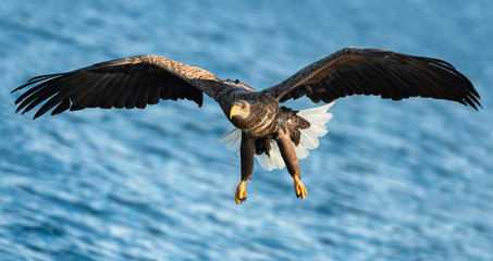 Adult White-tailed eagle fishing. front view. Scientific name: Haliaeetus albicilla, also known as the ern, erne, gray eagle, Eurasian sea eagle, white tailed sea-eagle. Natural habitat. Blue ocean.