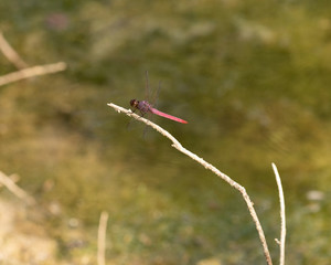 Daring Red Damselfly