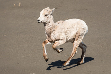 Fototapeta na wymiar Bighorn sheep on the beach