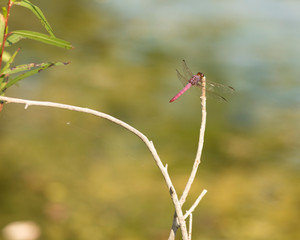 Bright Red Damselfly