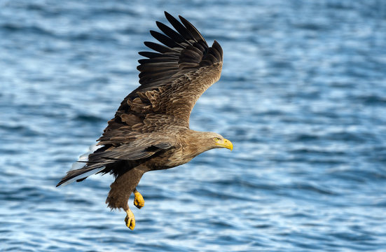 6 618 Best Eagle Attacking Images Stock Photos Vectors Adobe Stock