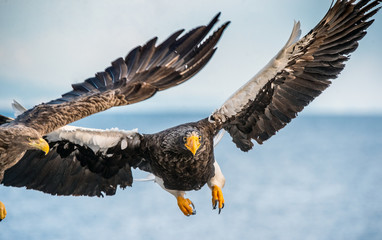 Adult Steller's sea eagle in flight. Front view. Scientific name: Haliaeetus pelagicus. Blue sky and ocean background.