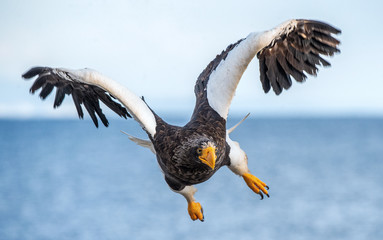 Adult Steller's sea eagle in flight. Front view. Scientific name: Haliaeetus pelagicus. Blue sky and ocean background.
