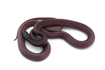 Fototapeta premium The Cape file snake isolated on white background