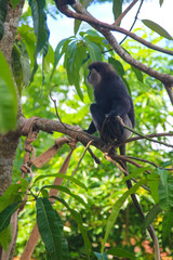 Monkey in natural habitat sitting on the tree, rain forest and jungle, lookking around. Sri Lanka. Asia. 
