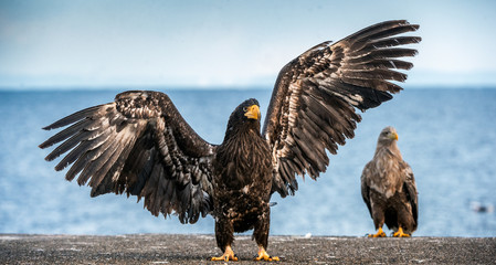 Juvenile Steller's sea eagle spreading wings. Front view. Scientific name: Haliaeetus pelagicus. Blue ocean background. Natural habitat.