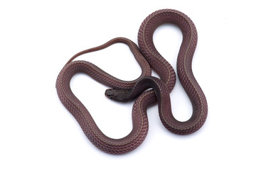 The Cape file snake isolated on white background