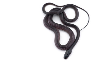 The Cape file snake isolated on white background