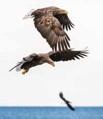 White-tailed sea eagles in flight.  Scientific name: Haliaeetus albicilla, also known as the ern, erne, gray eagle, Eurasian sea eagle and white-tailed sea-eagle.