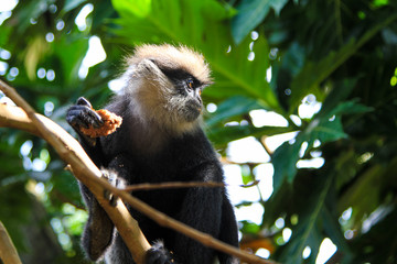 Monkey eating food in natural habitat sitting on the tree, rain forest and jungle, looking around. Sri Lanka. Asia. Purple-faced langur.