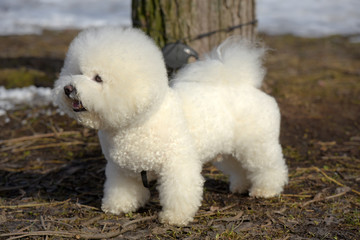 Bichon frize breed  white color