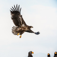 Juvenile White tailed sea eagle in flight.  Scientific name: Haliaeetus albicilla, also known as the ern, erne, gray eagle, white-tailed sea eagle.