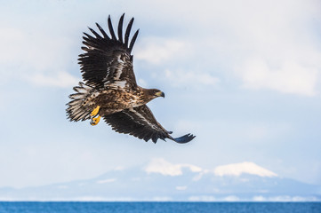 Juvenile White tailed sea eagle in flight. Winter season. Scientific name: Haliaeetus albicilla, also known as the ern, erne, gray eagle, white-tailed sea eagle.