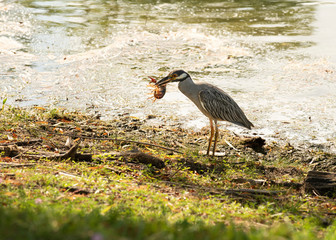 Heron Hunter