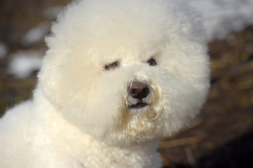 Bichon frize breed  white color