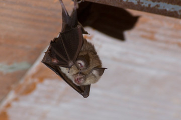 Petit rhinolophe pendu au plafond