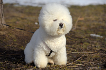 Bichon frize breed  white color