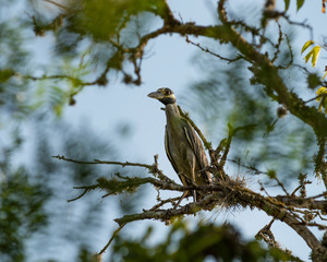 Heron in Tree