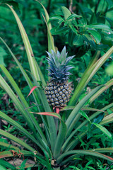 Pineapple tropical fruit growing in a garden. Green growing pineapple on plantation. Delicious tropical fruit. Farming and industrial agriculture concept. Sri Lanka.