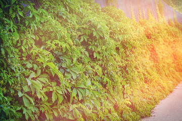 Texture of the branches of the tree, summer the ivy on the wall. Background wall of green leaves, copy space.