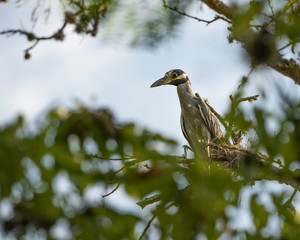 Hiding Heron