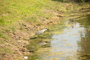 Hunting Heron