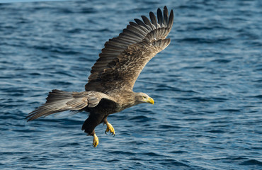 Adult White-tailed eagle fishing. Blue Ocean Background. Scientific name: Haliaeetus albicilla, also known as the ern, erne, gray eagle, Eurasian sea eagle and white-tailed sea-eagle. Natural habitat