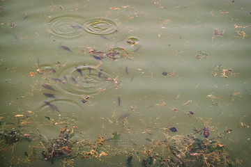 Fish swim near the surface in a dirty pond. Carp are looking for food of the muddy green water.