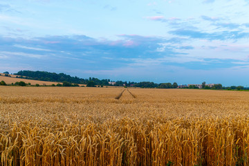 Sunset over grains field
