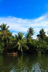 Landscape view with palm trees and blue sky. Sri Lanka. 